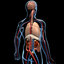 human anatomy pumping heart 3d model