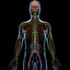 3d human nervous systems brain