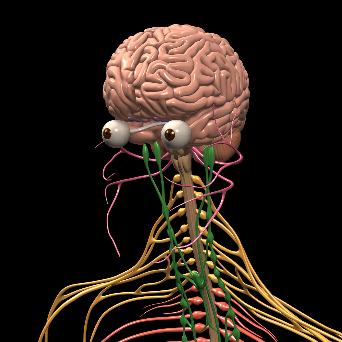 Nervous system brain. ЦНС спинной мозг. Головной мозг и спинной мозг анатомия. Головной и спинной мозг нервы. Головной мозг спинной мозг нервы.