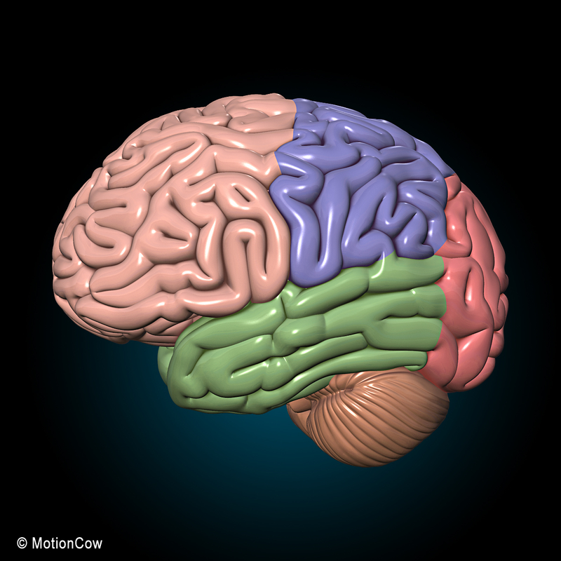 max human anatomy nervous brain