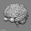 max human anatomy nervous brain