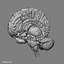 3d human nervous systems brain