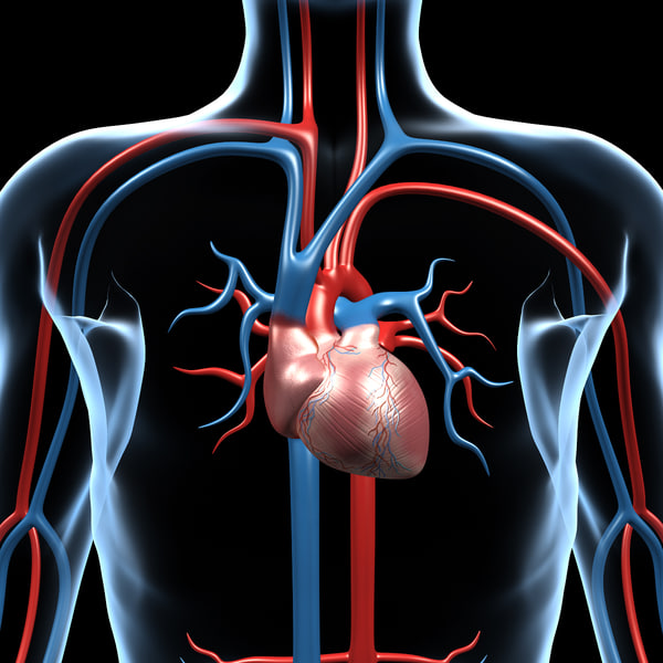 human anatomy pumping heart 3d model