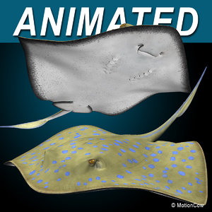 realistic bluespotted stingray 3d model