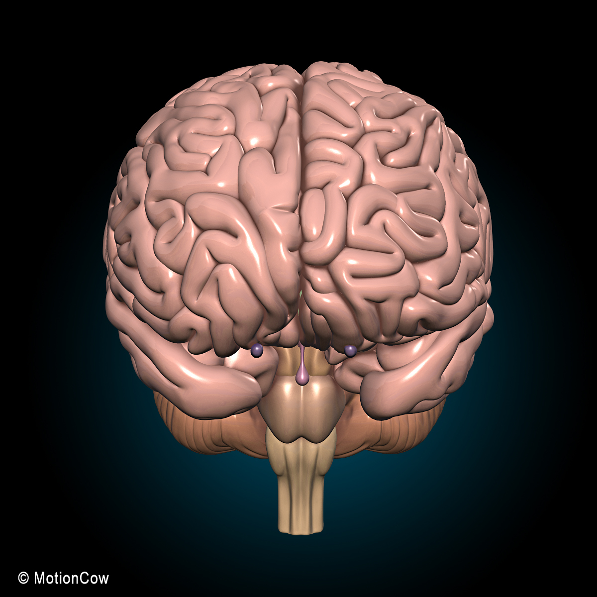 3d model human anatomy nervous systems