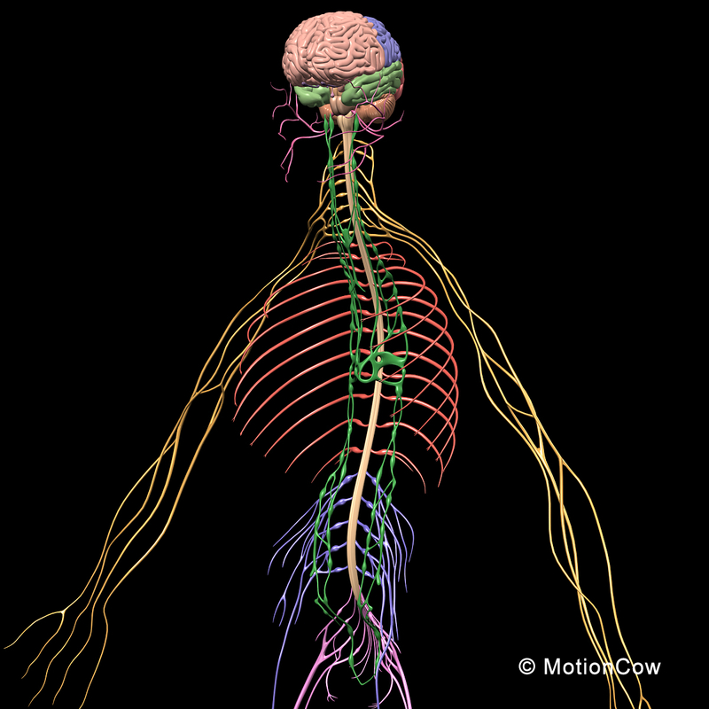 3d model human anatomy nervous systems