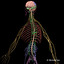 3d model human anatomy nervous systems