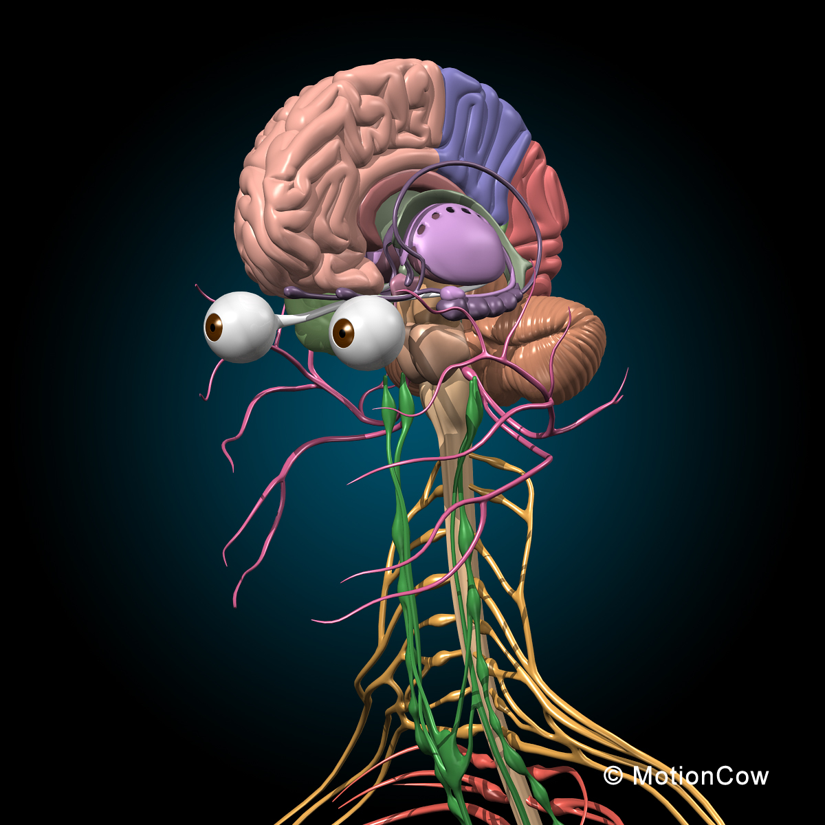 3d model human anatomy nervous systems