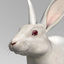 3d realistic white rabbit