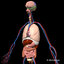 3d model human anatomy nervous systems