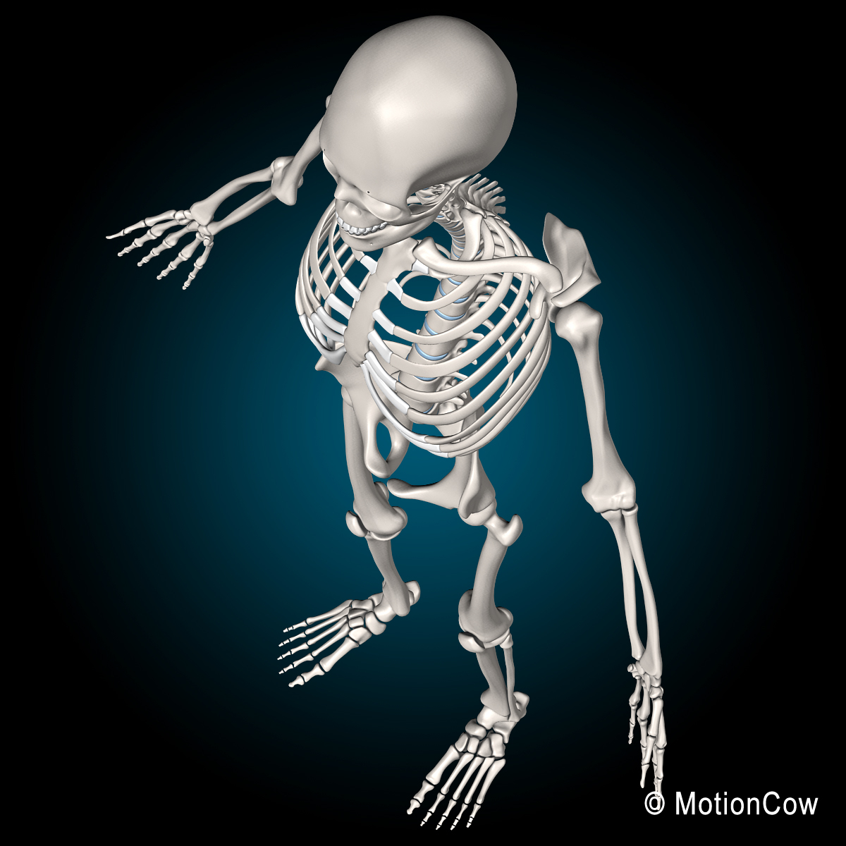 骨骼,解剖和神经系统3d模型