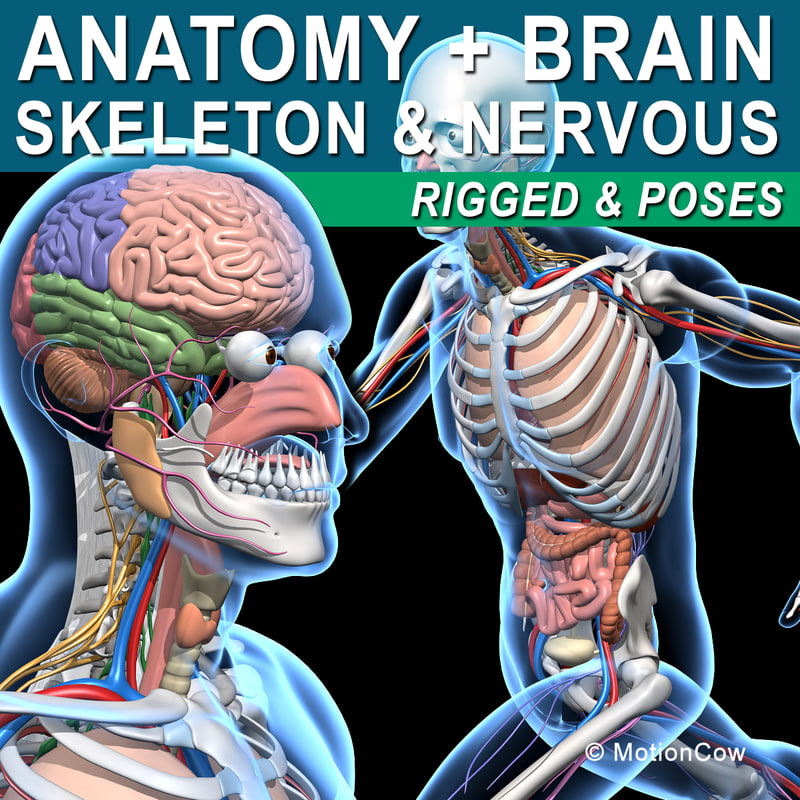 human anatomy nervous systems max