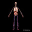 human anatomy nervous systems max