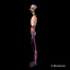 human anatomy nervous systems max