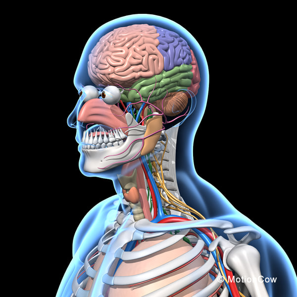 human anatomy nervous systems max