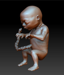 human fetus 3d model