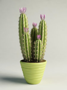 flowering cactus pot max
