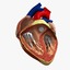 anatomy human heart 3d c4d