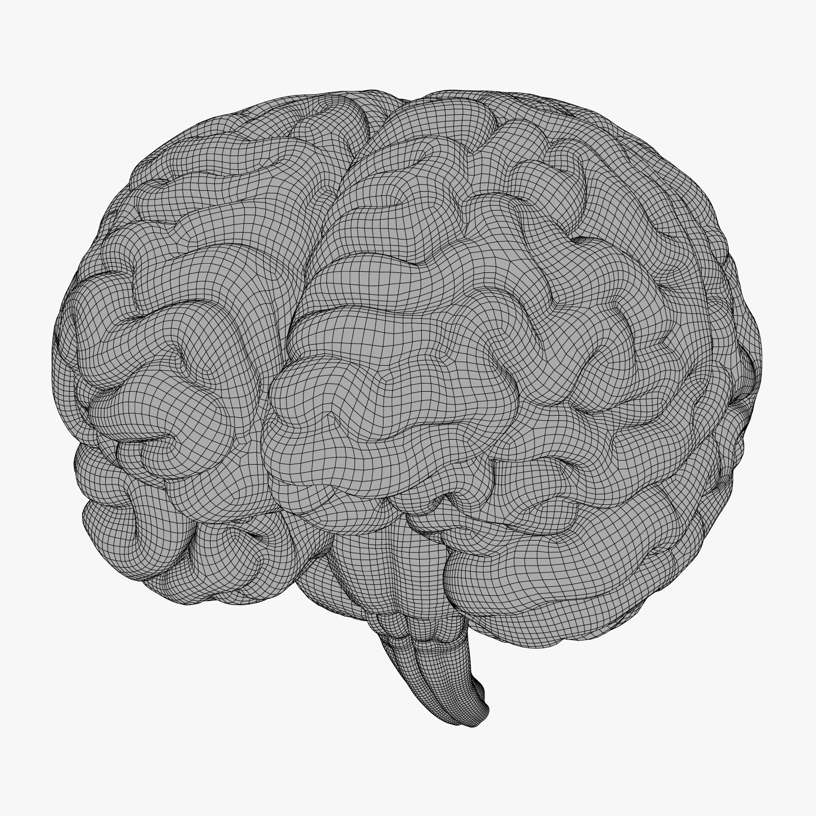 3d model human brain