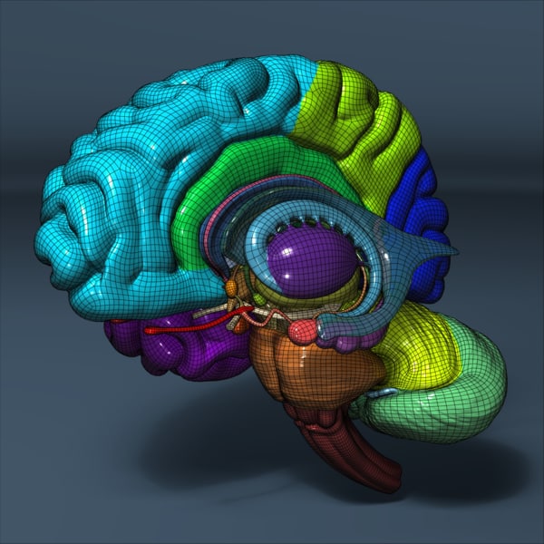 3d Model Human Brain   Sig Regions Overlay 8bad303a B16f 4478 B104 1e618352fda9Large 