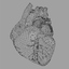anatomy human heart 3d c4d