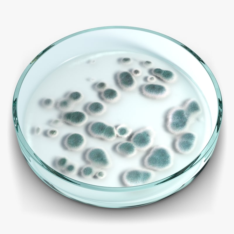 petri-dish-bacteria-3d-model