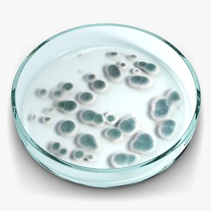 petri dish bacteria 3d model