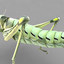 3d model of grass hopper