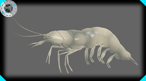 3d model of fresh water shrimp