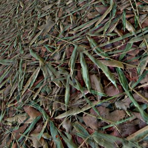 Ground Leaves Texture