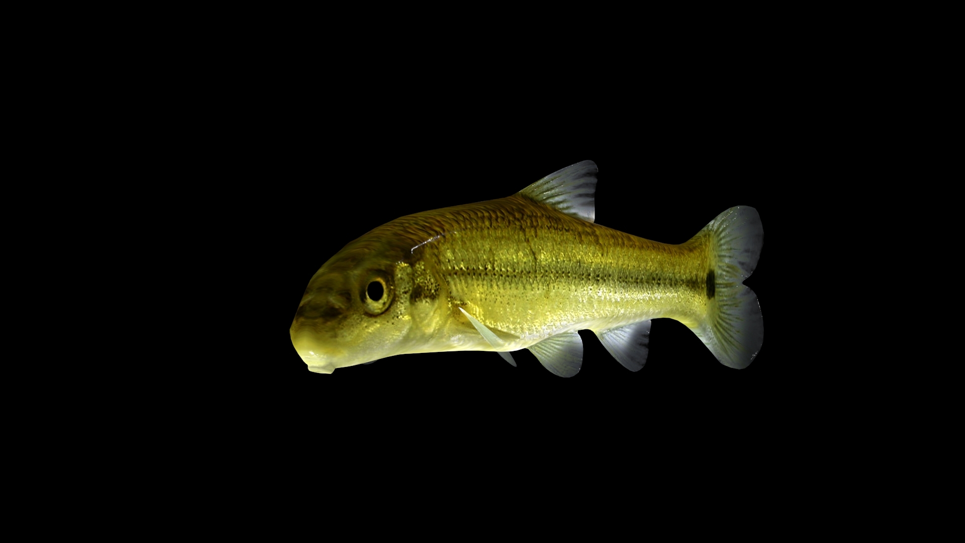 3d model sucker minnow