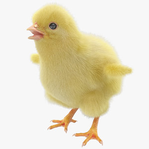 chick fur 3d max