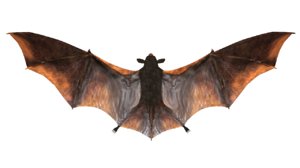 obj bats mammals wings