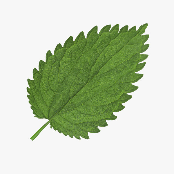 3d crenate leaf modeled nature