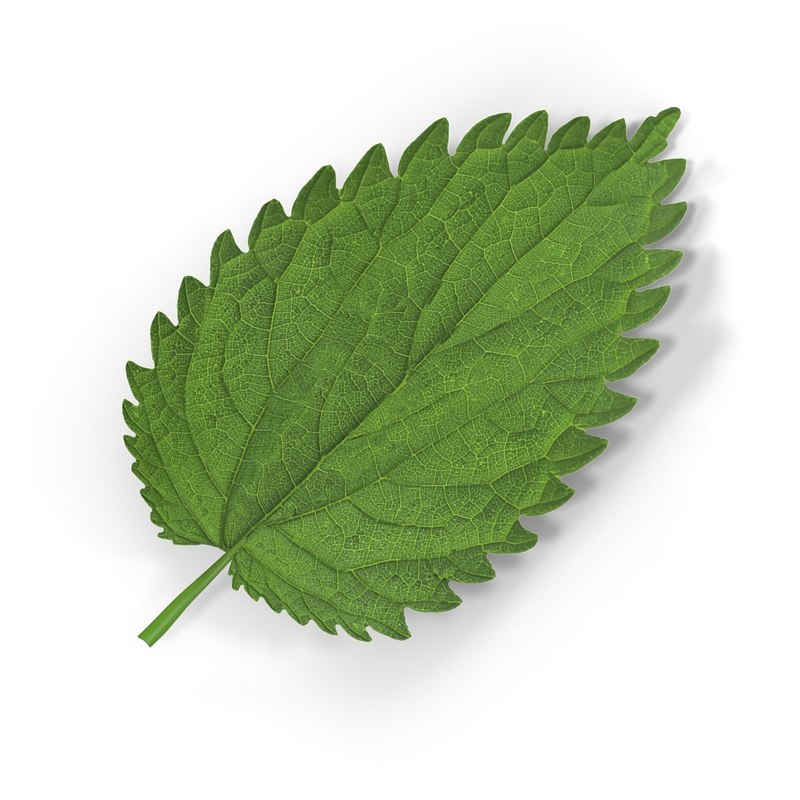 3d crenate leaf modeled nature