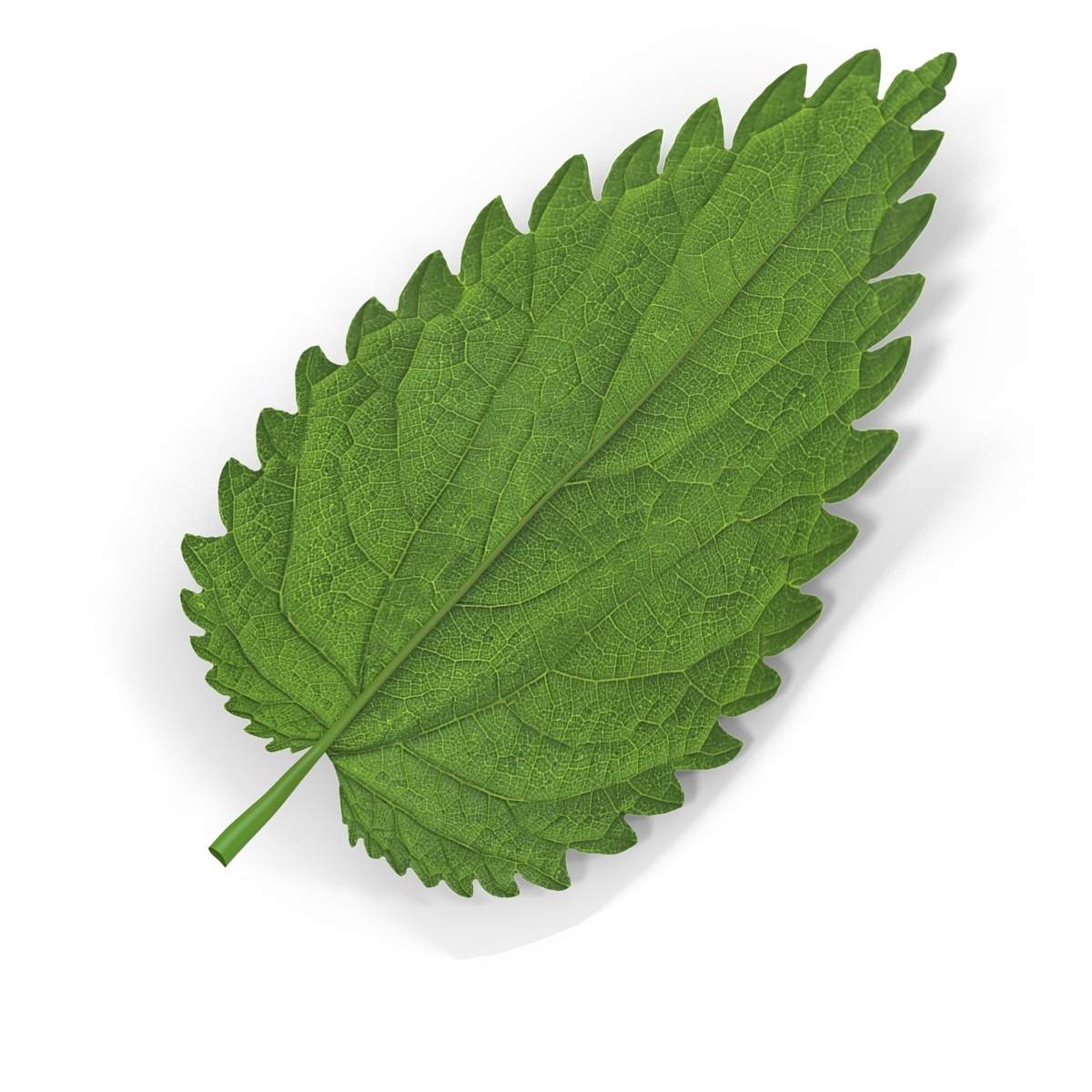 3d crenate leaf modeled nature