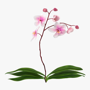 3d model orchid 2 nature