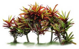 Garden croton, Codiaeum variegatum