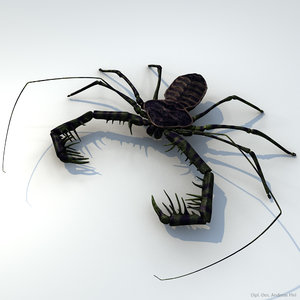 3d realistic tailless whip scorpion model