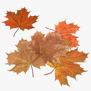 autumn maple leaves 3ds
