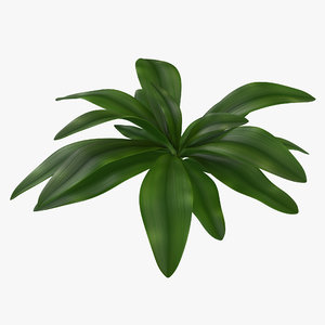 tropical plant glauca cordyline 3d 3ds