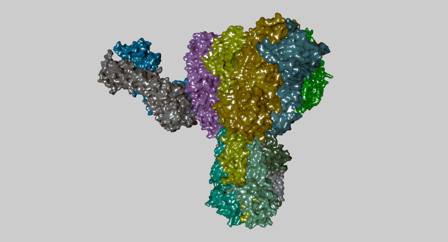 human antibody 3d model