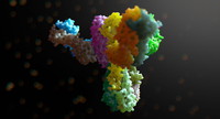 human antibody 3d model