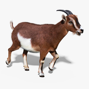 goat fur rigged 3d max