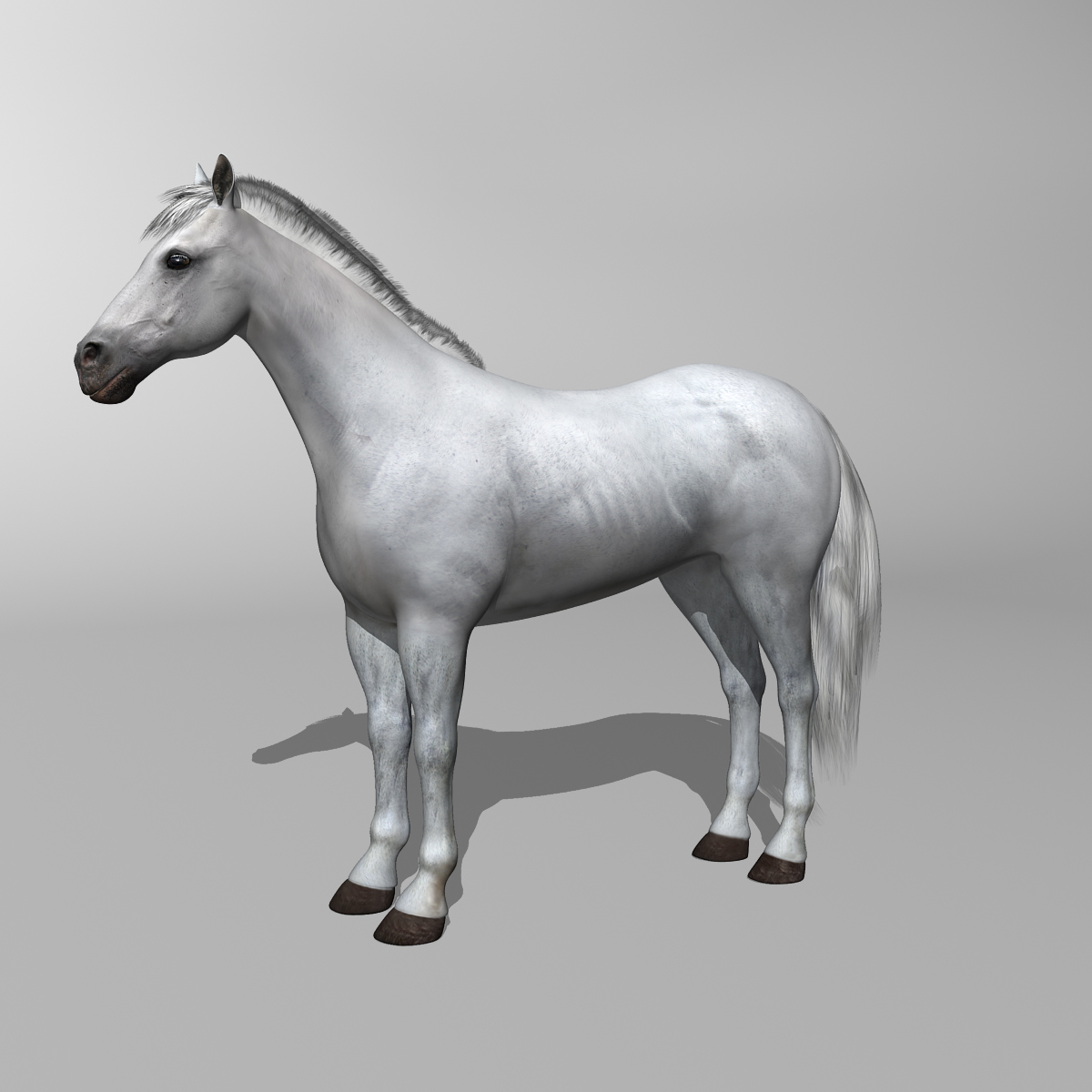 3d horse