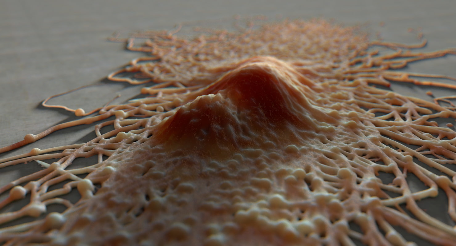 extremely fibroblast obj