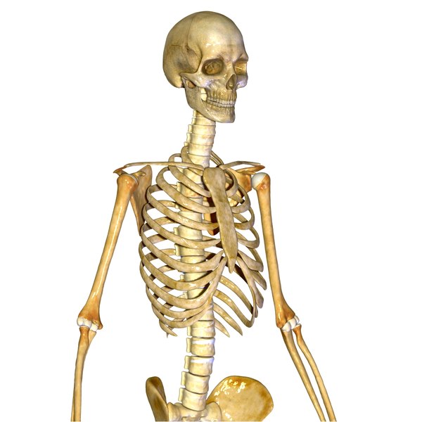 maya human skeleton