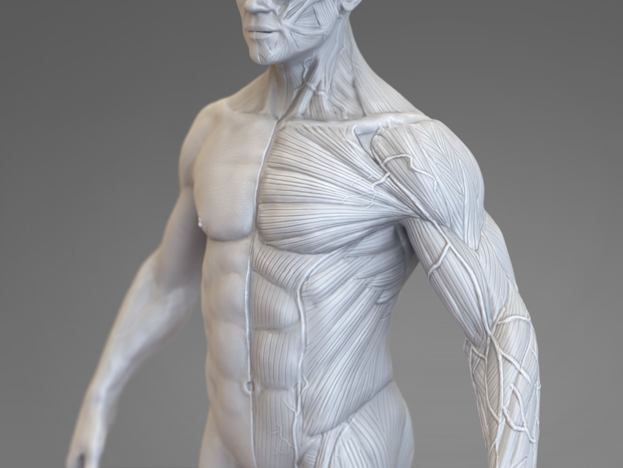 body reference anatomy veins obj