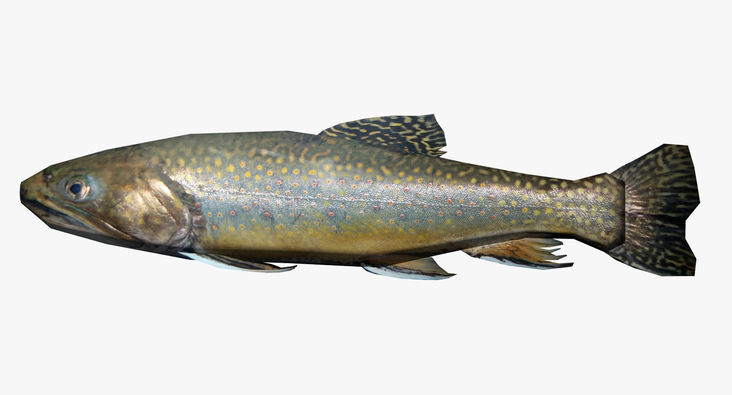 trout fish 3d model