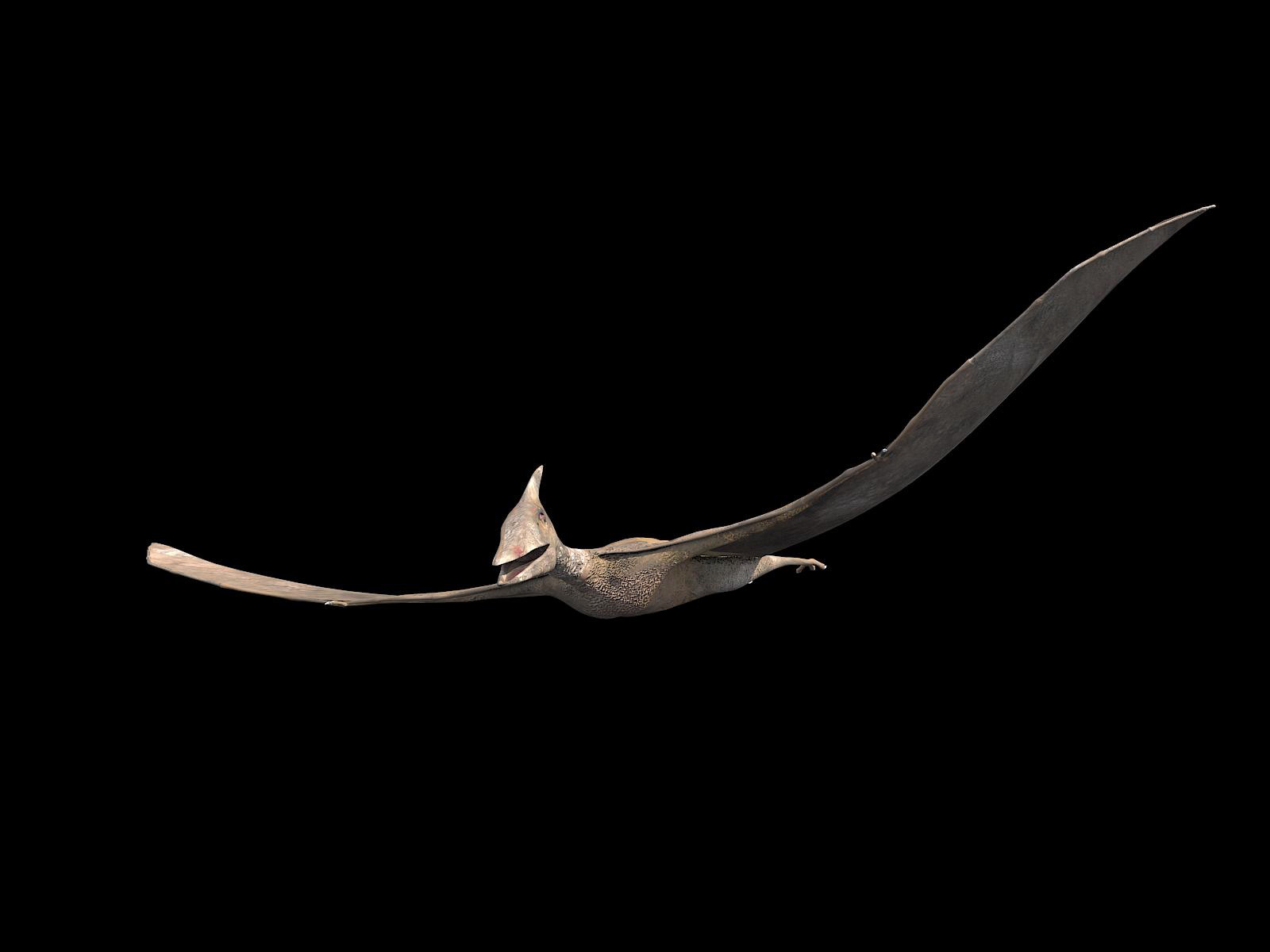 pteranodon 3d